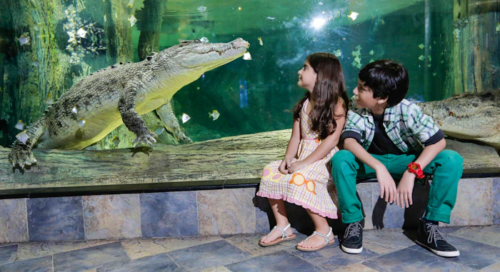 Dubai Aquarium And Underwater Zoo  Thrillark