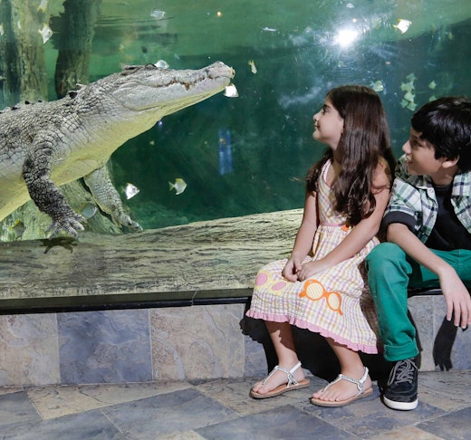 Dubai Aquarium And Underwater Zoo  Tripx Tours