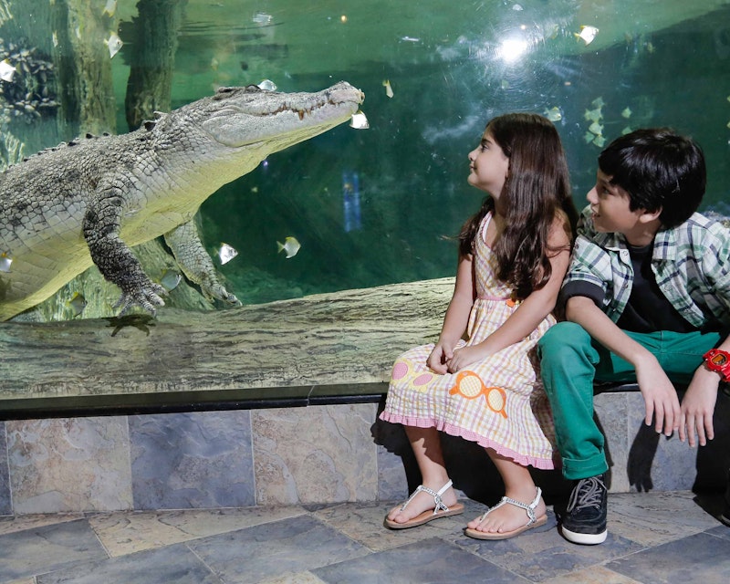 Dubai Aquarium And Underwater Zoo  Thrillark