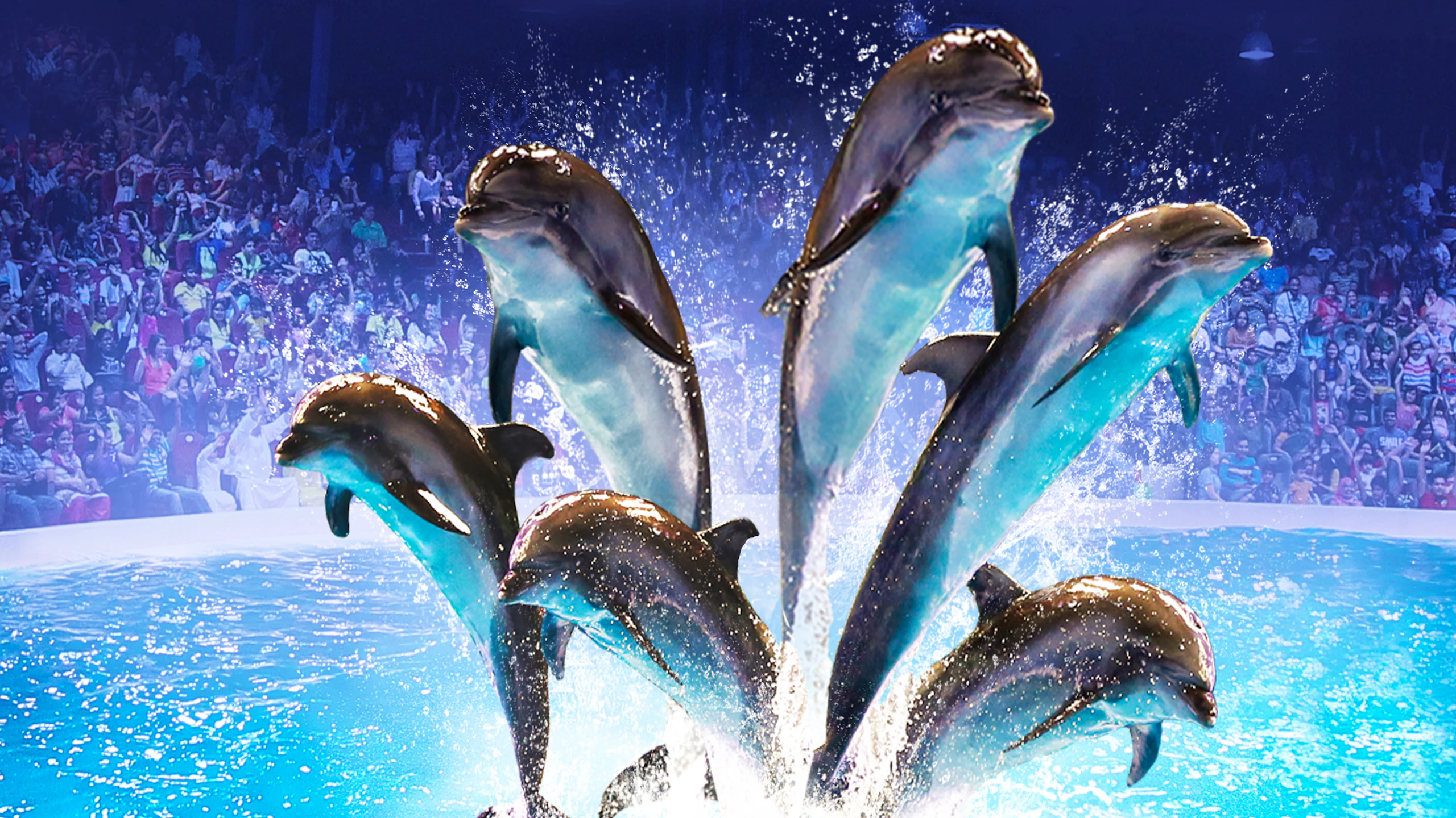 Dubai Dolphinarium - Dolphin & Seal Show Location