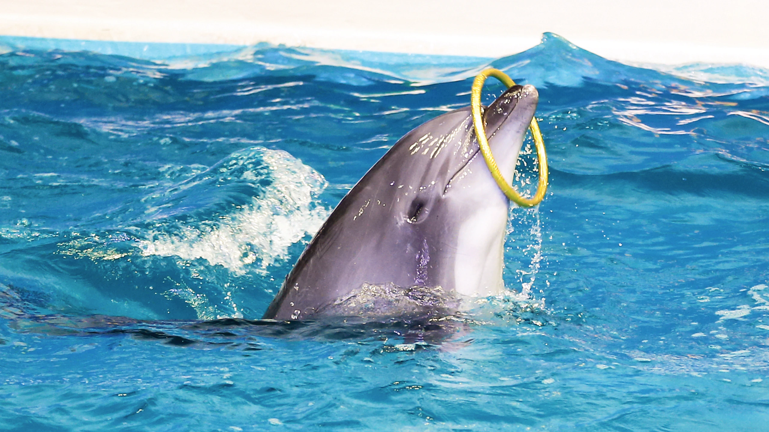 Dubai Dolphinarium - Dolphin & Seal Show Price