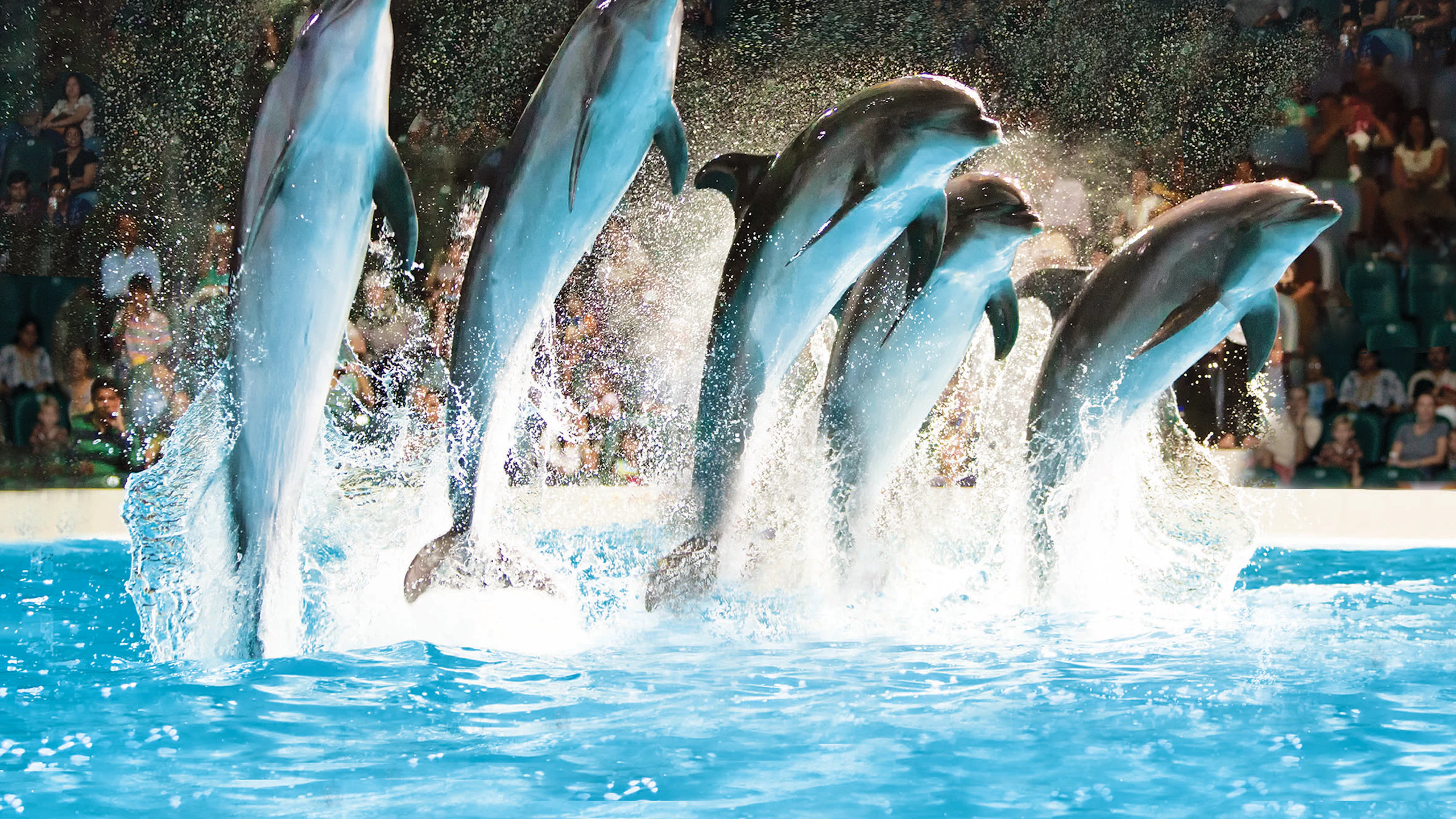 Dubai Dolphinarium - Dolphin & Seal Show Ticket