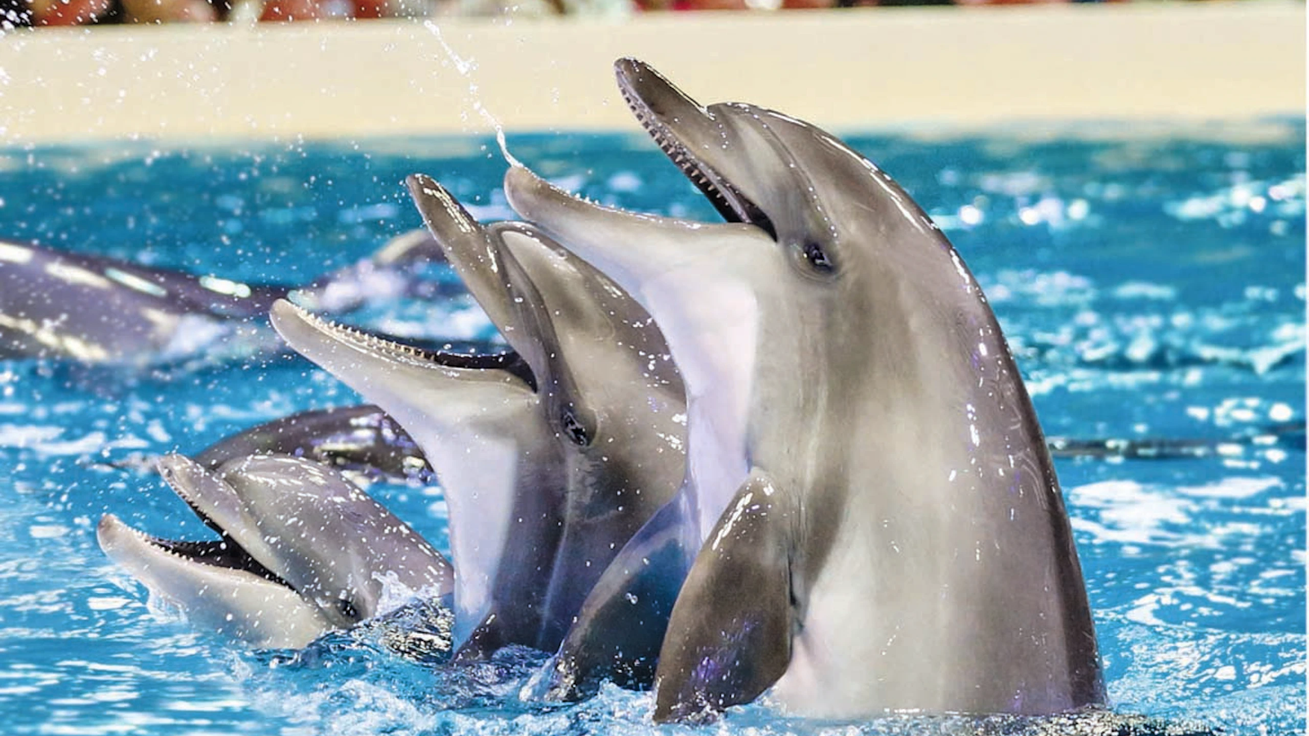 Dubai Dolphinarium - Dolphin & Seal Show Discount