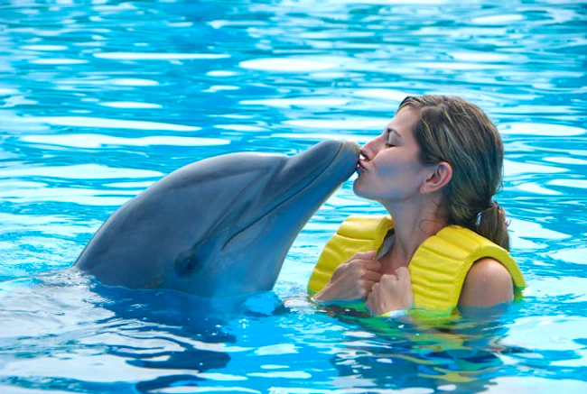 Dubai Dolphinarium: Swimming with Dolphins Price