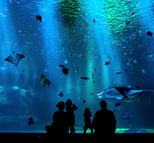 SEA Aquarium VIP Tours Price
