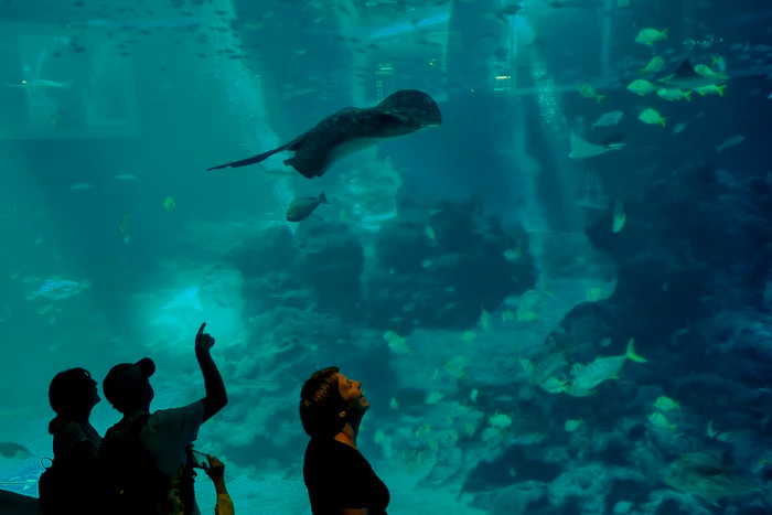 SEA Aquarium VIP Tours Discount