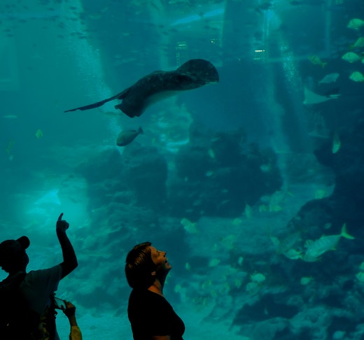 SEA Aquarium VIP Tours Discount