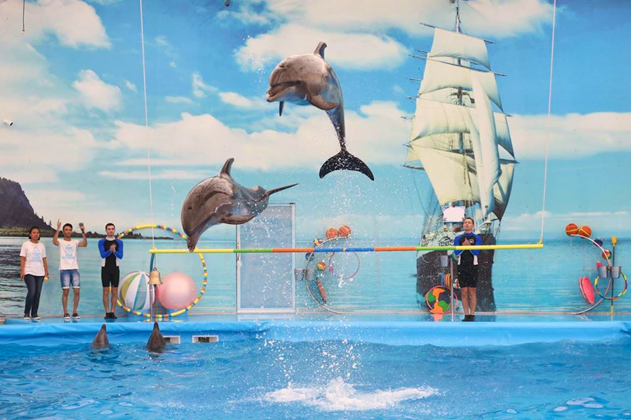 Dolphin Bay - Phuket Dolphin Show Ticket Price