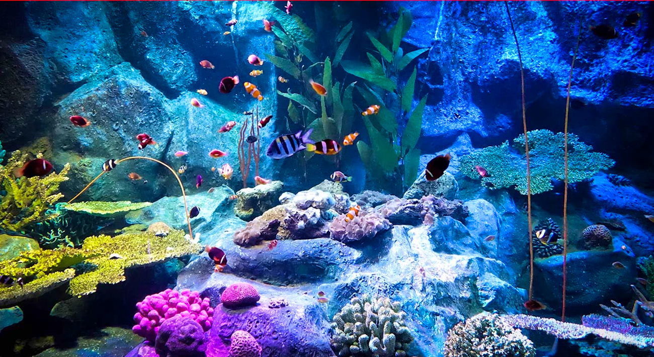 Underwater World Pattaya Category