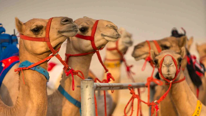 The Royal Camel Race Experience 