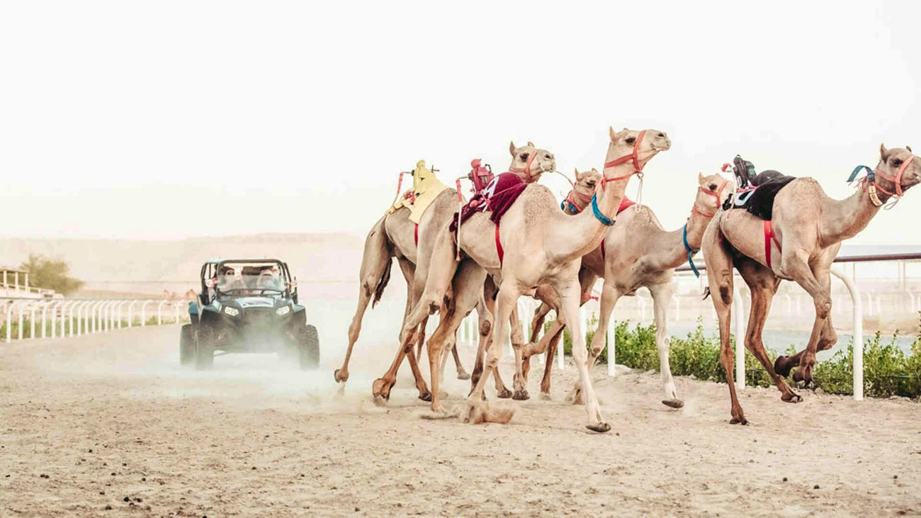 The Royal Camel Race Experience  Thrillark