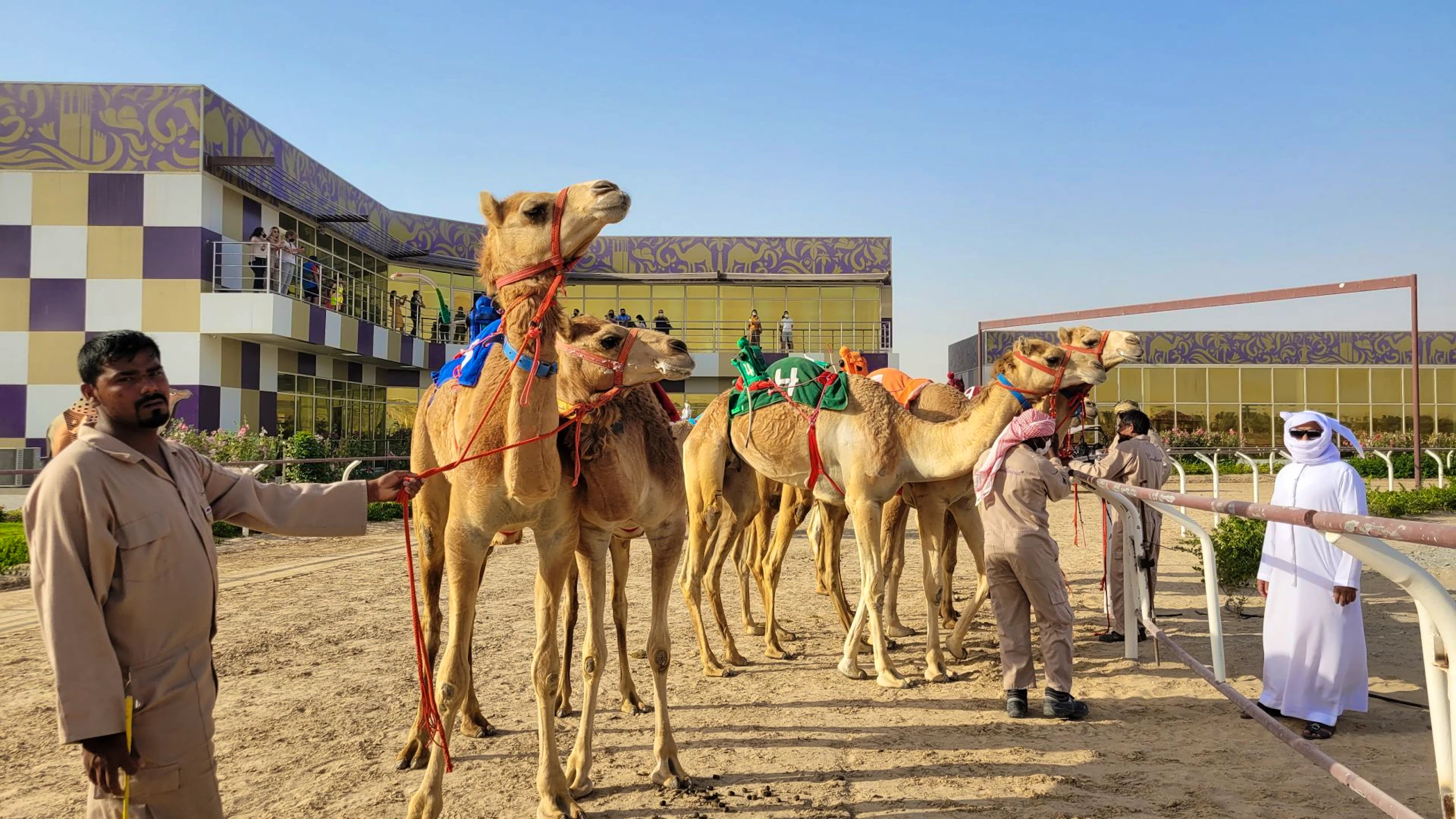 The Royal Camel Race Experience  Price