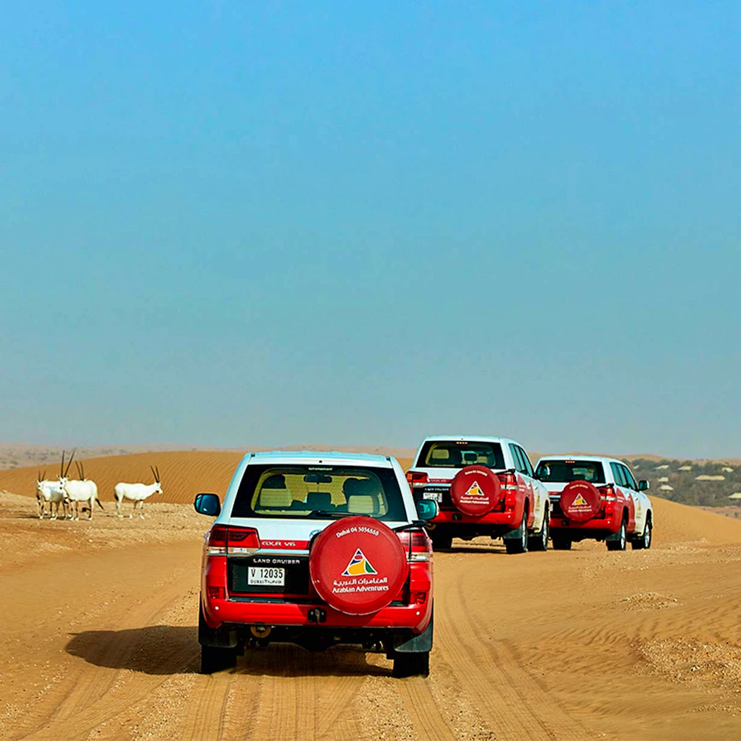 Evening Desert Safari with BBQ, House & Soft Beverages Discount