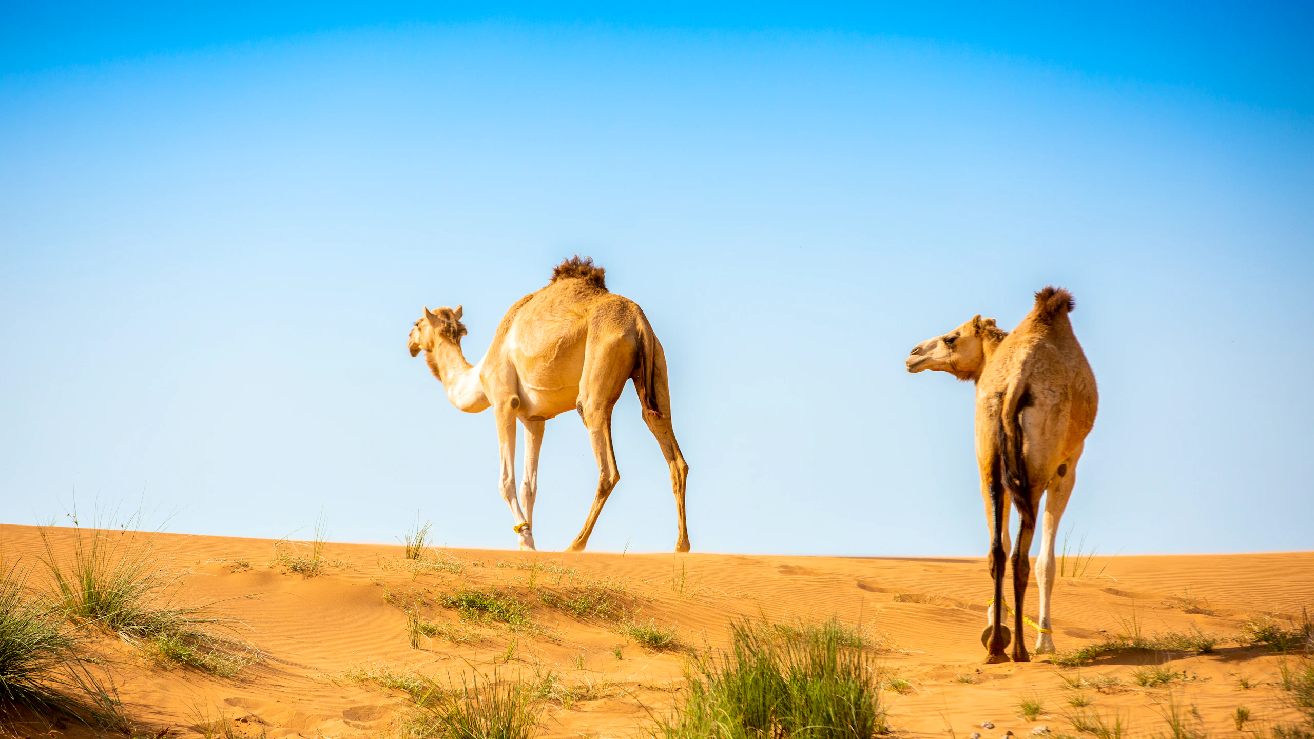 Morning Desert Safari - Camel & Date Farm Tour Price