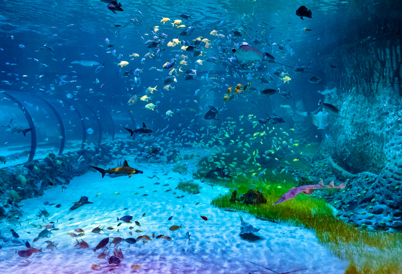National Aquarium Abu Dhabi Tickets 