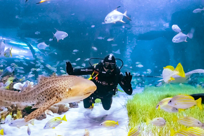 Scuba Diving in Abu Dhabi - National Aquarium 