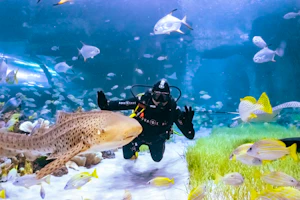 Scuba Diving in Abu Dhabi - National Aquarium 