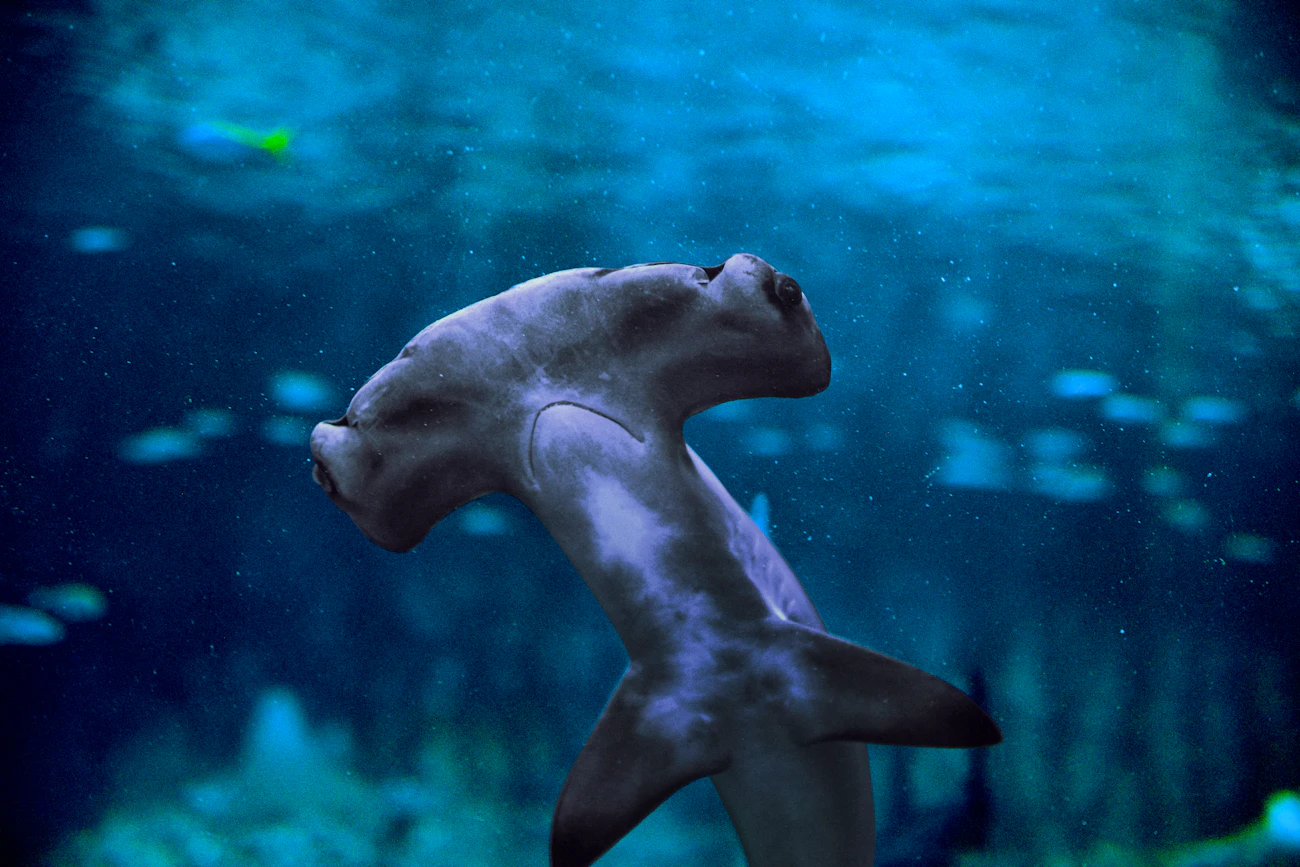 Scuba Diving in Abu Dhabi - National Aquarium  Price