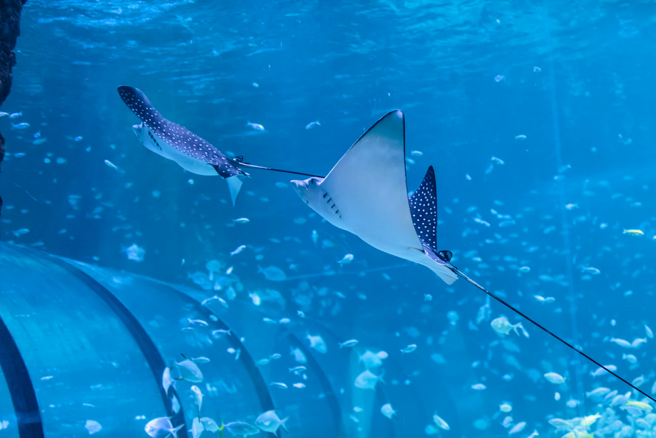 Scuba Diving in Abu Dhabi - National Aquarium  Discount