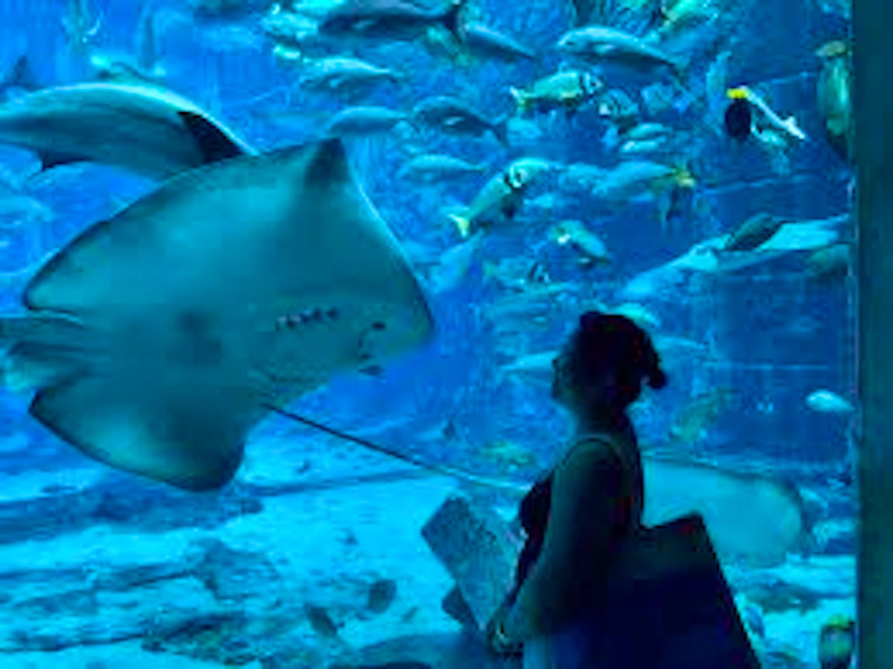 Atlantis Sea Lion Meet & Greet: Non-OTA