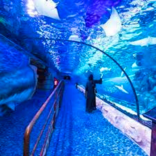 Atlantis Sea Lion Meet & Greet: Non-OTA Discount