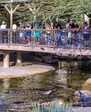 Dubai Crocodile Park 
